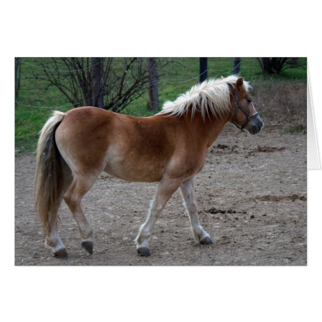 Beau Haflinger (Devant horizontal)