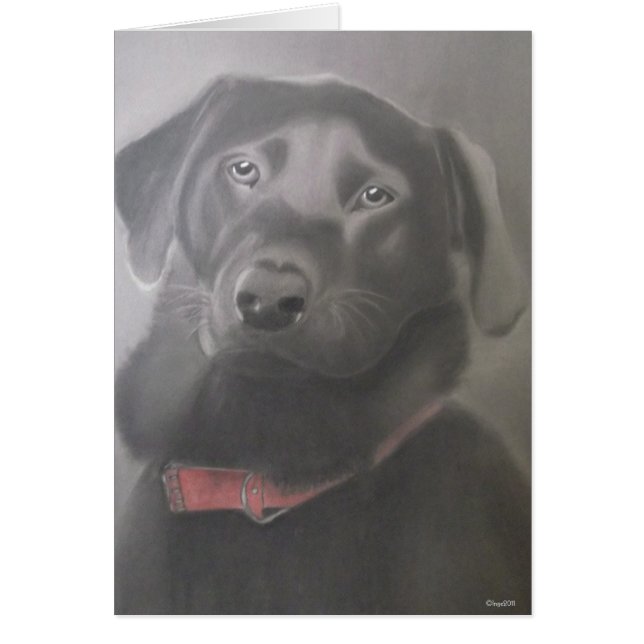 Beau Labrador (Devant)