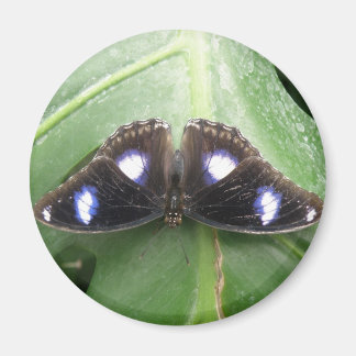 Beau Magnet Papillon Bleu tacheté