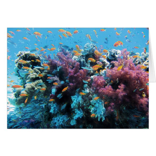 Beau monde sous-marin coloré (Devant horizontal)