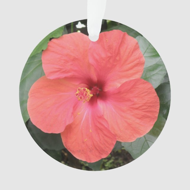 Beau Orange Hibiscus Fleur Acrylique Ornement (devant)