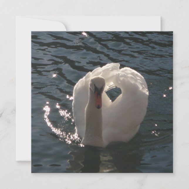Beau oreiller à lancer de cygne blanc (Devant)