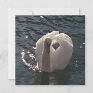 Beau oreiller à lancer de cygne blanc
