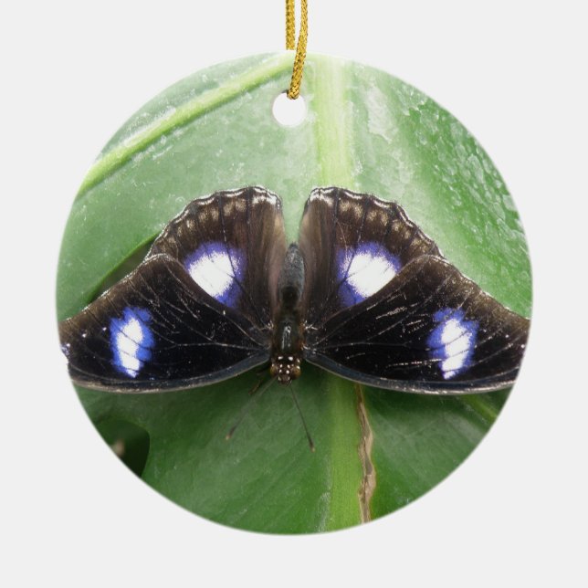 Beau ornement papillon à pointes bleues (Devant)
