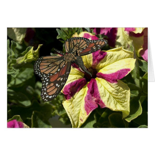 Beau papillon éléphant (Devant horizontal)