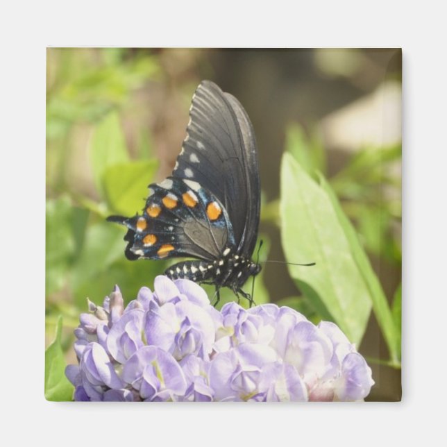 Beau papillon et aimant à fleurs violettes (Devant)