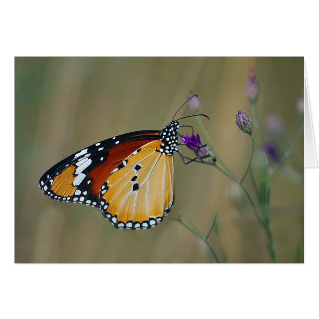 Beau papillon et nectar de vie (Devant horizontal)