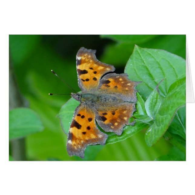 Beau papillon orange (Devant horizontal)