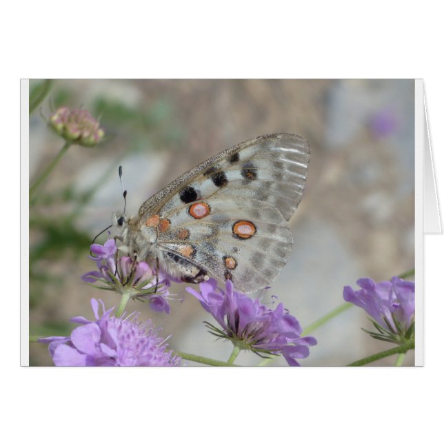 Beau Papillon tacheté (Devant horizontal)