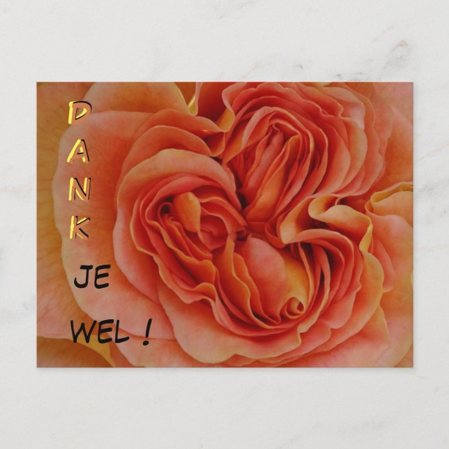 Beau Pastel Rose Dank je wel Carte postale (Devant)