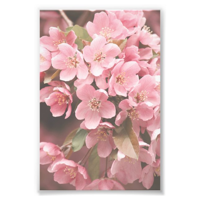 Beau Pétales Fleur Rose Clair Poster Floral (Devant)