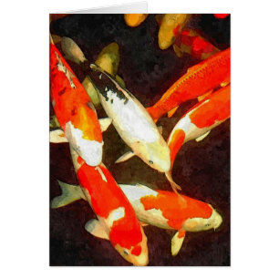 Beau Poisson Koi Dans Un Étang