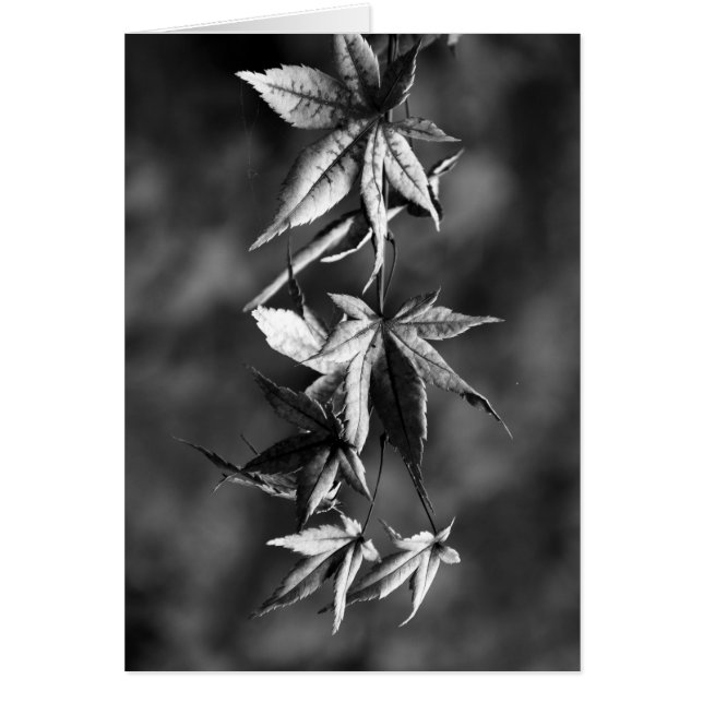 Beau portrait de feuille d'érable japonais en B/W (Devant)