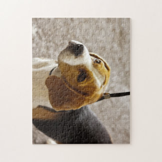 Beau puzzle de beagle