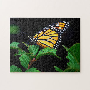 Beau Puzzle de papillon de monarque gros plan