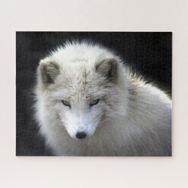 Beau renard blanc arctique, Puzzle Jigsaw (Horizontal)
