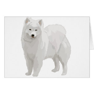 Beau Samoyed