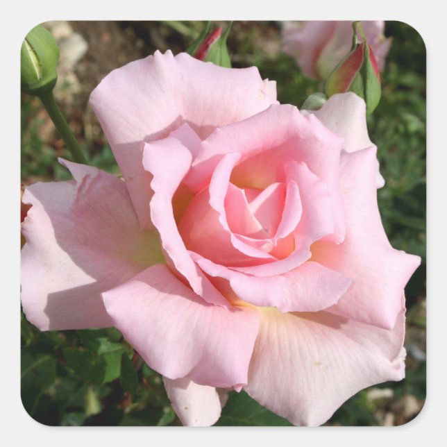 Beau Sticker Flower Set (Devant)