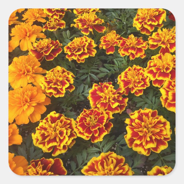 Beau Sticker Marigolds (Devant)
