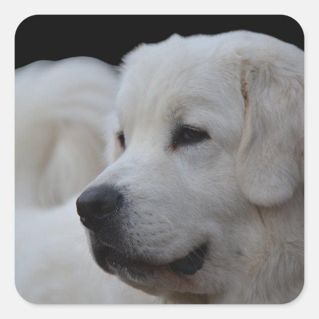 Beau Sticker Polonais Tatra Sheepdog (Devant)