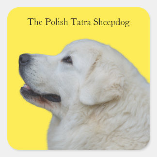 Beau Sticker Polonais Tatra Sheepdog