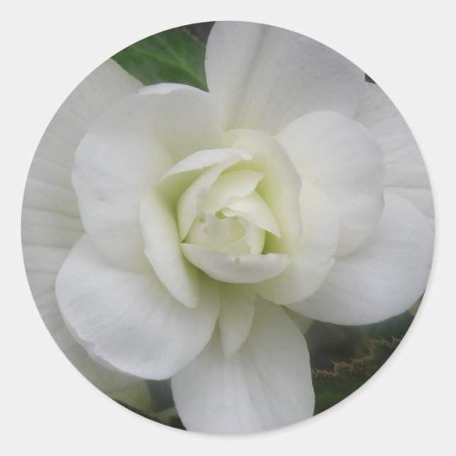 Beau Stickers Carnation Blanche (Devant)