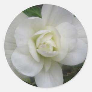 Beau Stickers Carnation Blanche