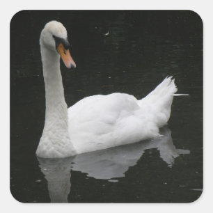 Beau Stickers Cygne Blanc