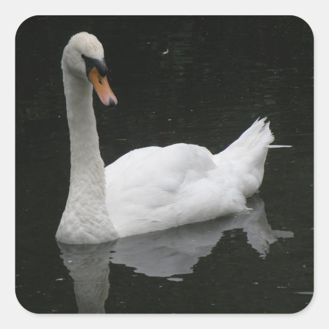 Beau Stickers Cygne Blanc (Devant)