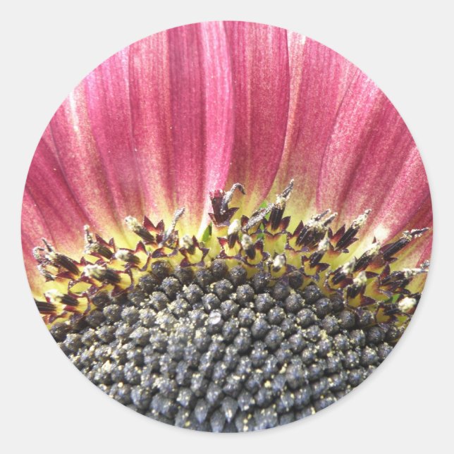 Beau Stickers Tournesol Rose (Devant)