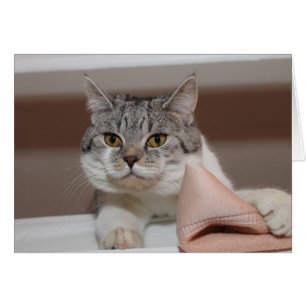 Beau Tomcat de Shorthair britannique