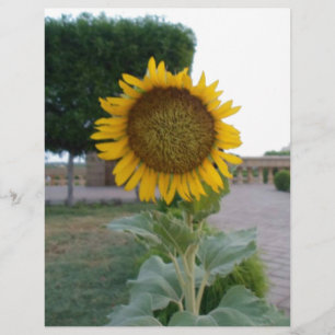 Beau Tournesol Imprimer