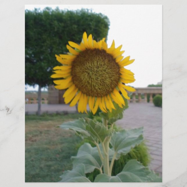 Beau Tournesol Imprimer (Devant)