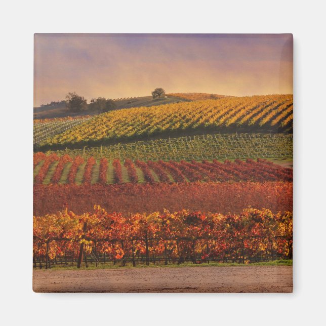 Beau Vignoble d'automne Magnet d'art (Devant)