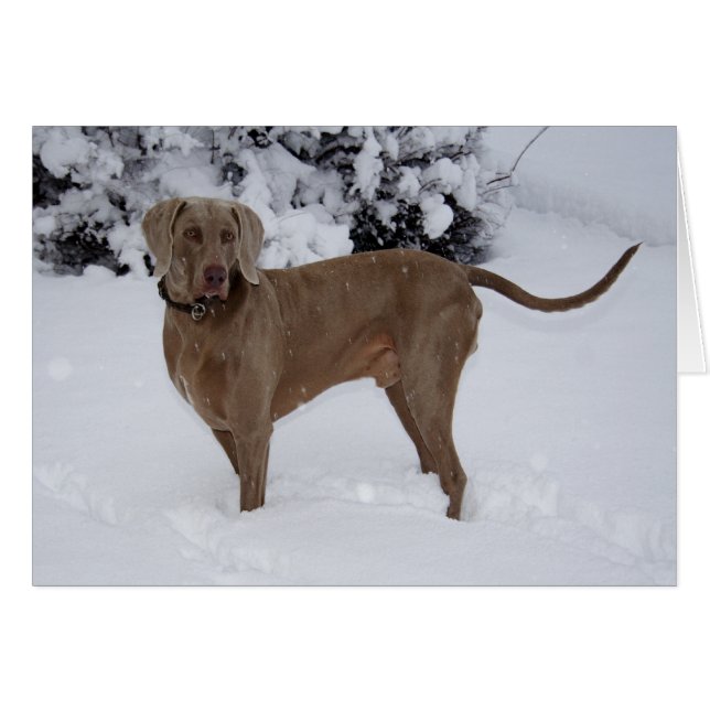 Beau Weimaraner dans la neige (Devant horizontal)