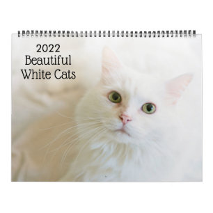 Beau White Cats 2022 Calendrier