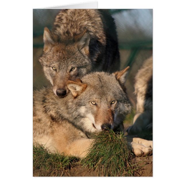 beau wolfpair (Devant)