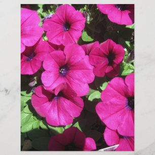 Beaucoup de Pétunias Violets
