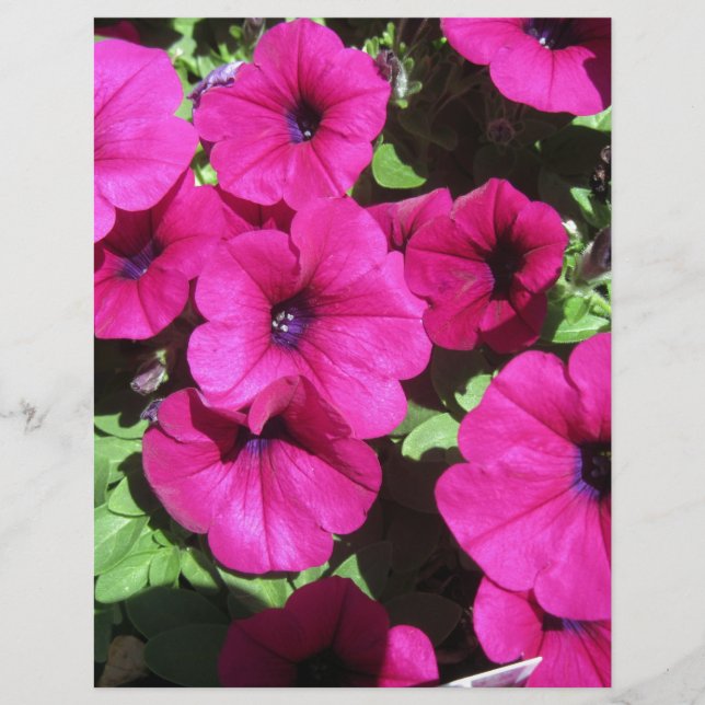 Beaucoup de Pétunias Violets (Devant)