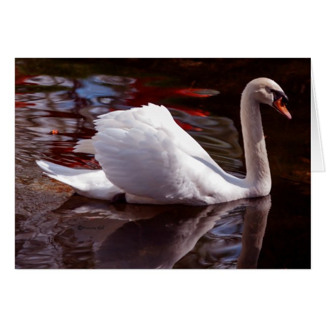 Beauté (Devant horizontal)