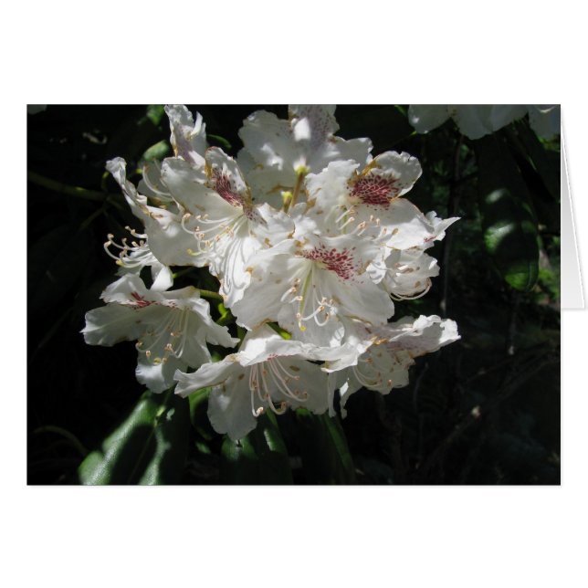 Beauté blanche (Devant horizontal)