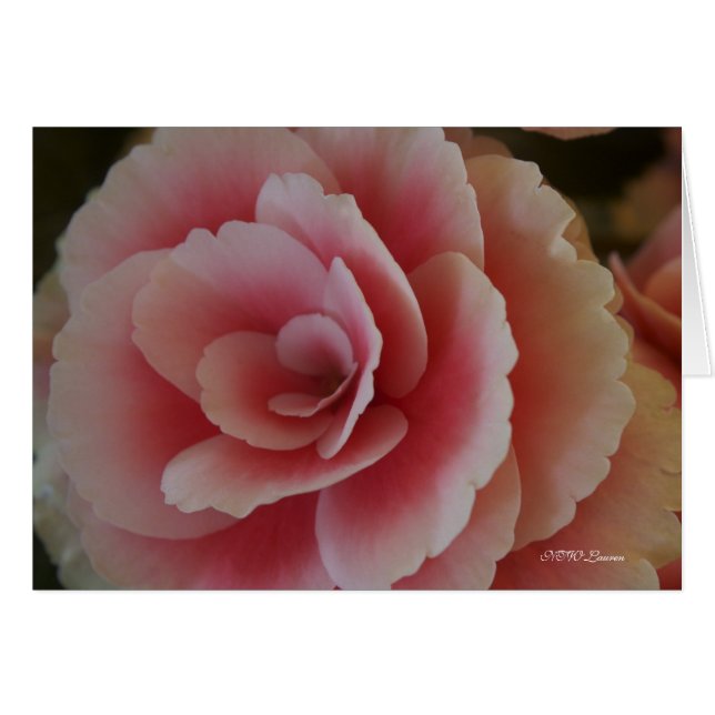 Beauté de Begonia (Devant horizontal)