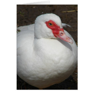 Beauté de la Muscovy Hen