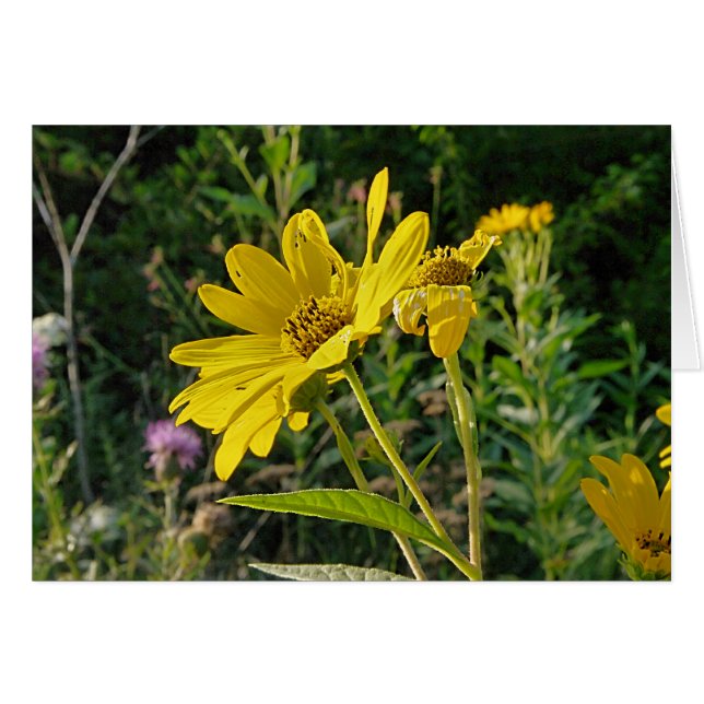 Beauté d'été (Devant horizontal)