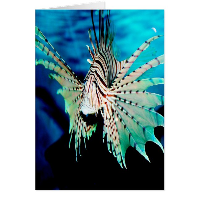 Beauté du poisson Lion (Devant)
