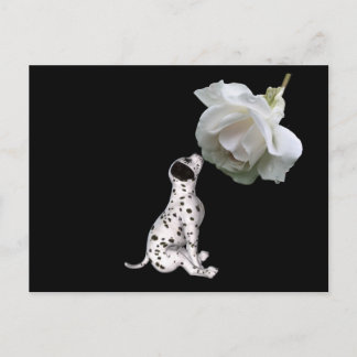 Beauté Innocence Dalmatienne Et Rose Carte Postale