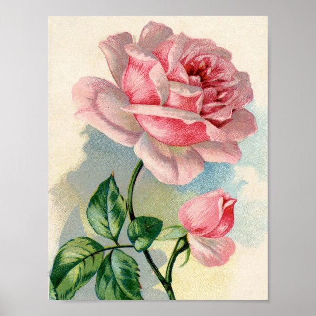 Beauté Rose rose 8.5x11 Poster sans cadre (Devant)