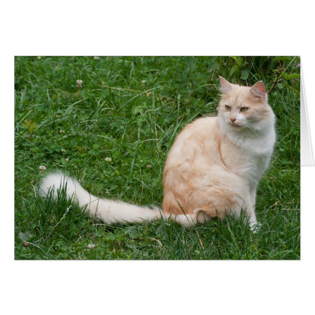 Beauté rouge clair (Devant horizontal)