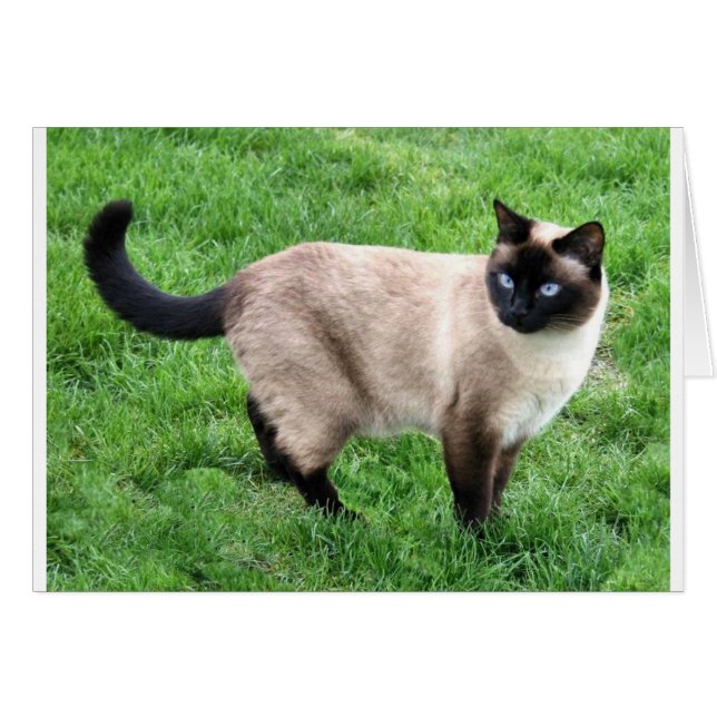 BEAUTÉ SIAMESE (Devant horizontal)