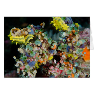 Beauté sous-marine